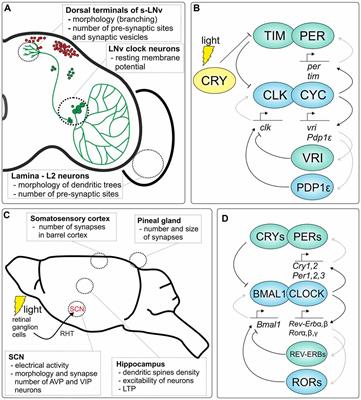 Circadian Plasticity in the Brain of Insects and Rodents